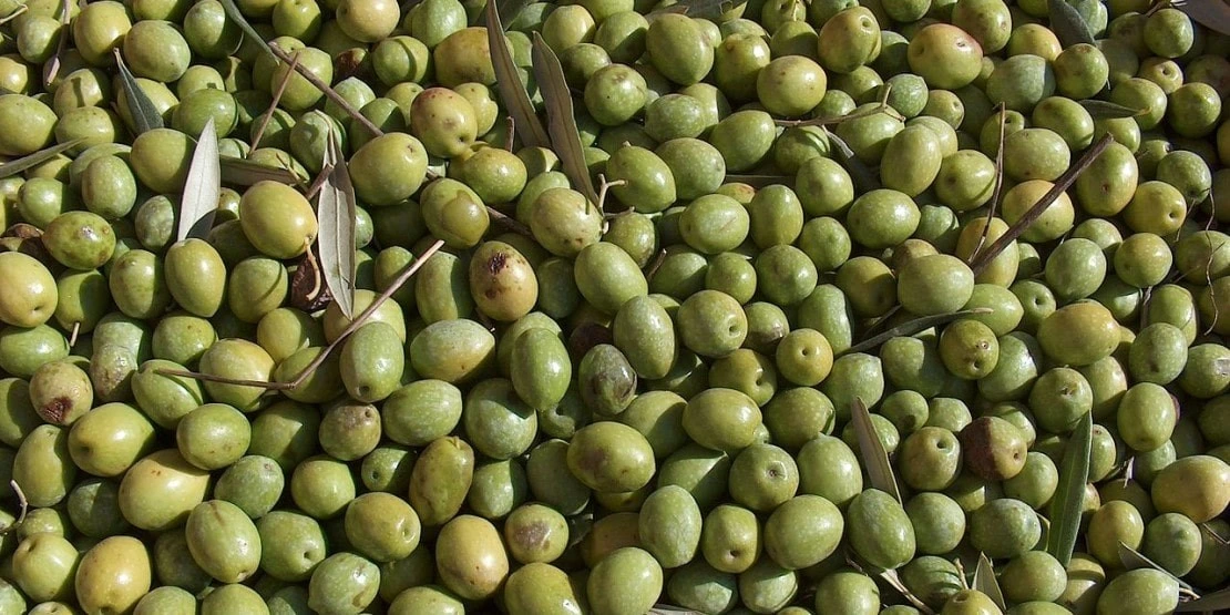 Bosana