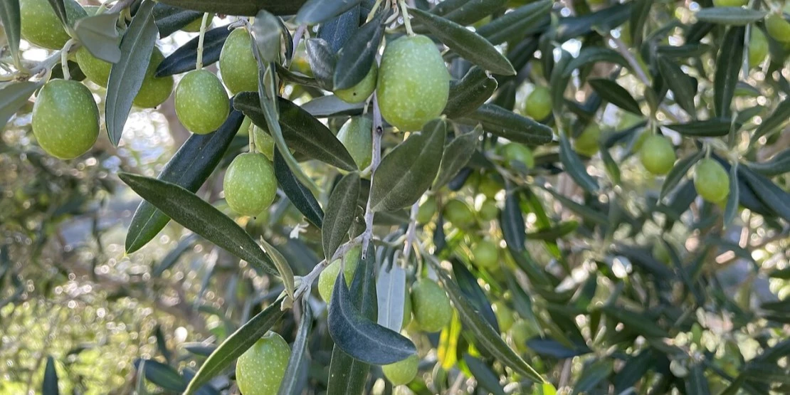 Cerasuola