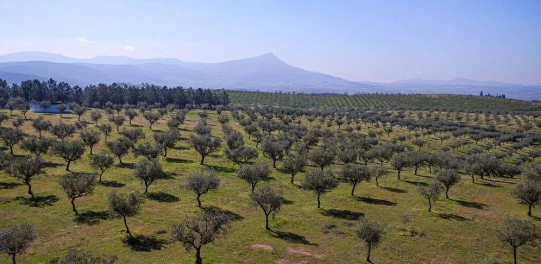 Cobrançosa olive du Portugal
