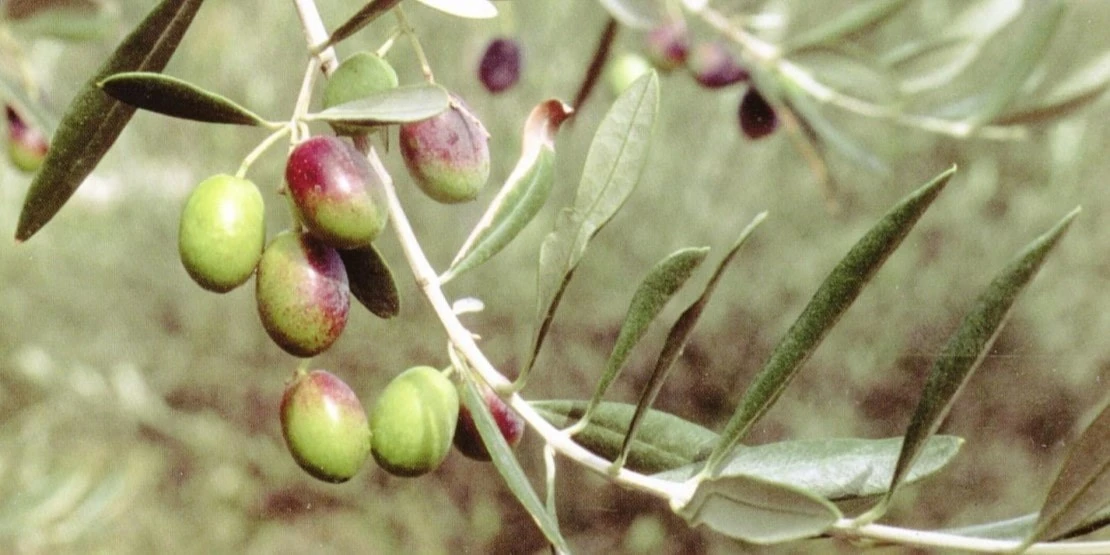 Frantoio olive d'Italie