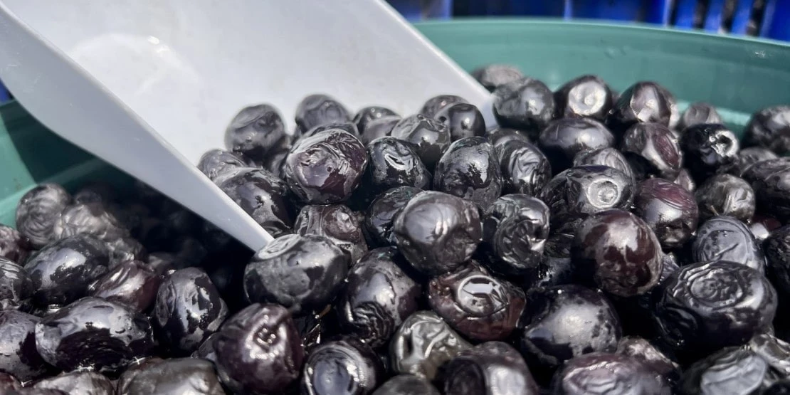 Gemlik olive de Turquie
