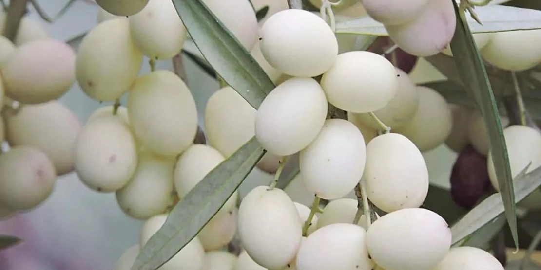 Leucocarpa