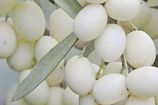Leucocarpa l'olive blanche