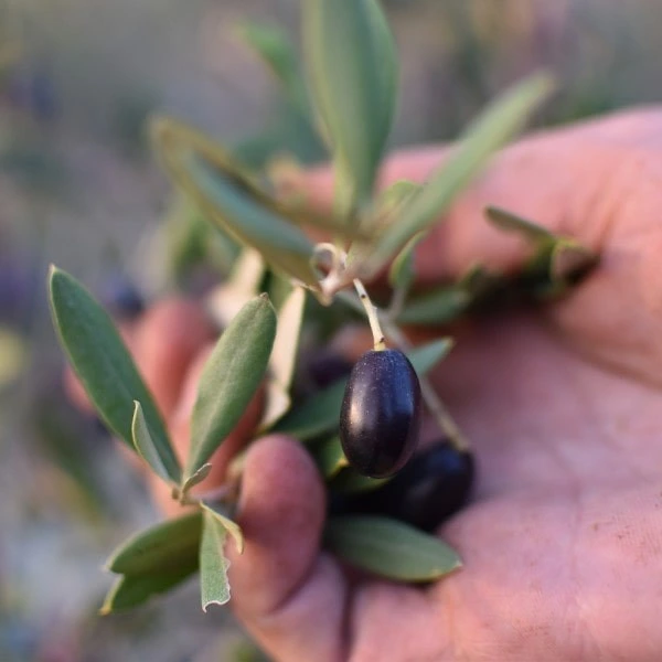 Bidni olive Maltaise