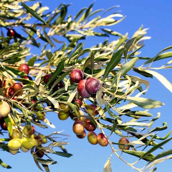Olive Bouteillan