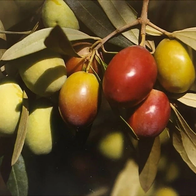 Olive Cayon