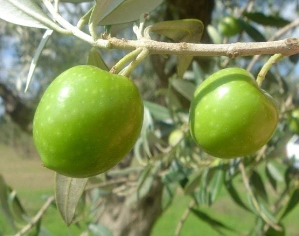 Olive Cerasuola