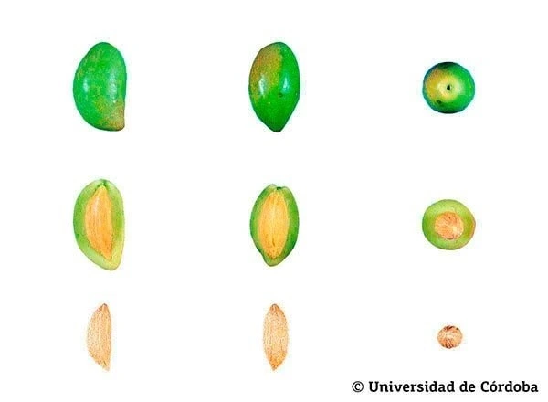 Olive Cornicabra en coupe