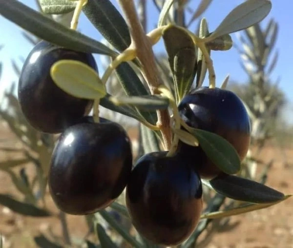 Gemlik olive turque