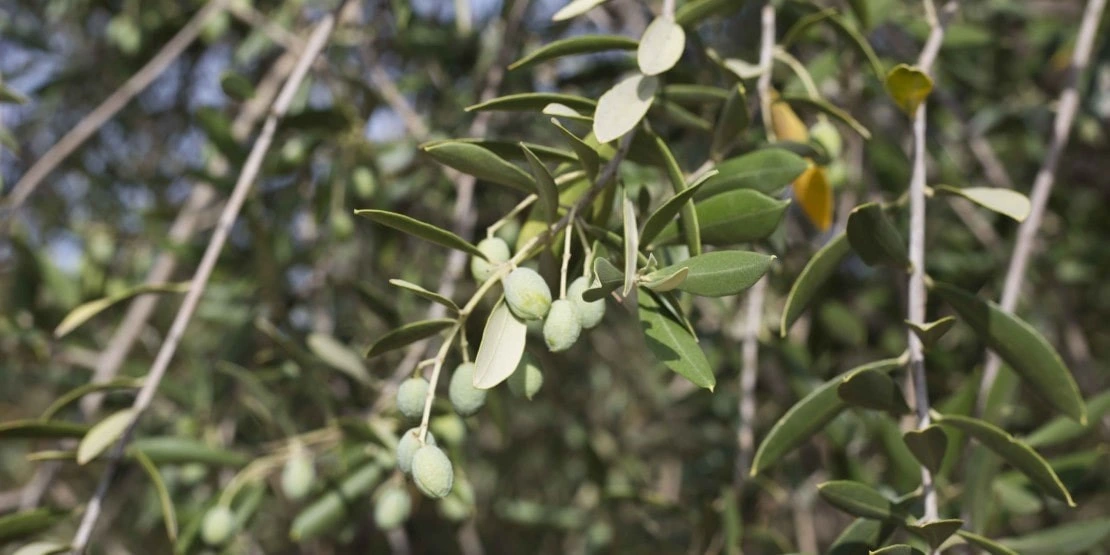 Olive Germaine de Corse
