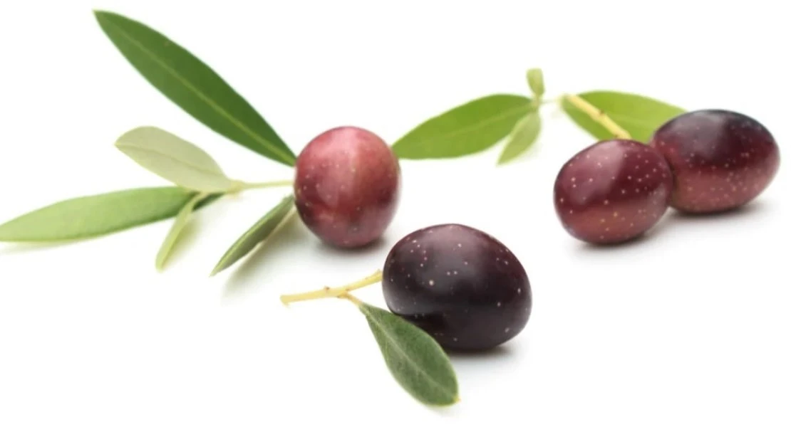 Leccino olive italienne