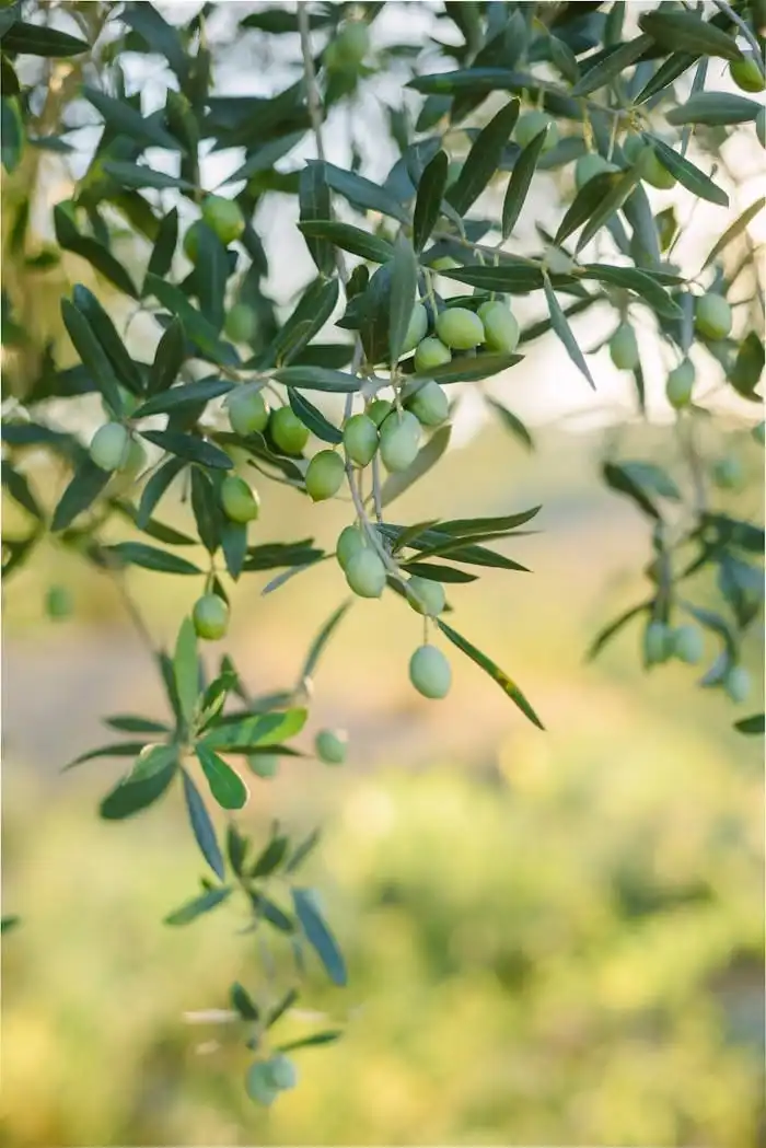 Olives à façon, Les Délices de l'Olivier