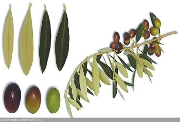 Olives Leccino