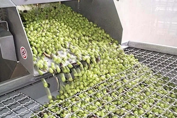 Le tri des olives avant broyage - Les Délices de l'olivier