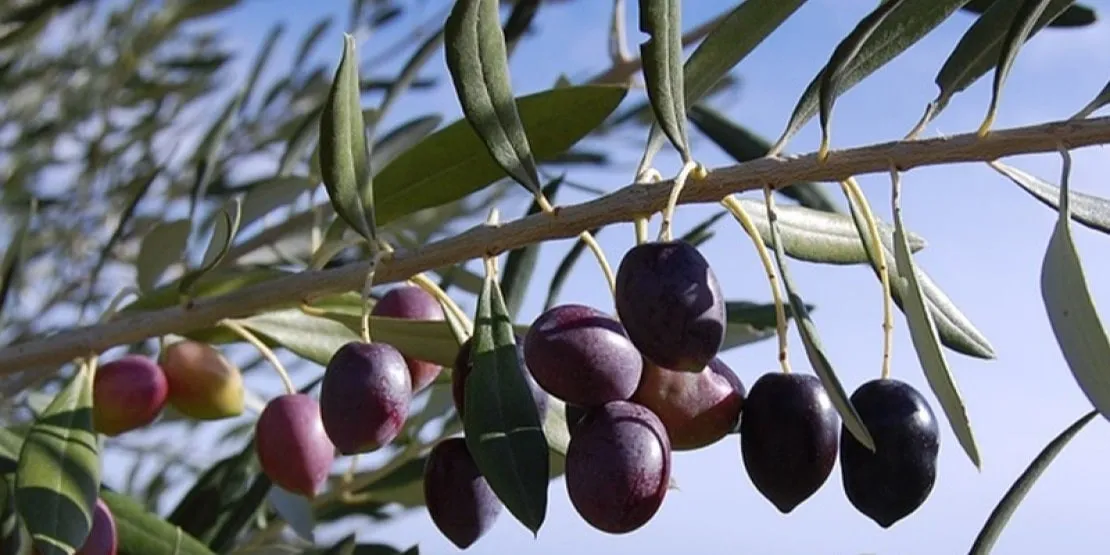 Olives Mission des Etats-Unis, Californie.