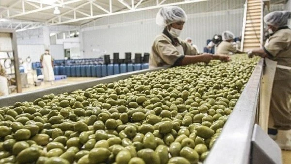 Chaine d'olives au Pérou