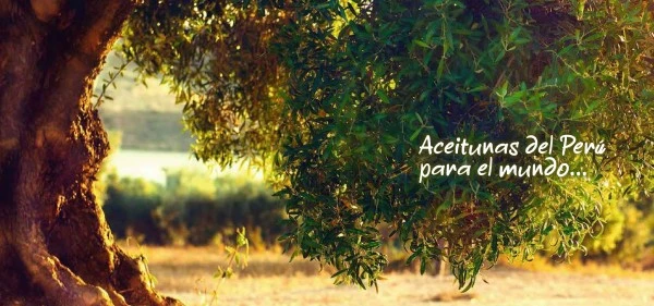 Olives du Pérou