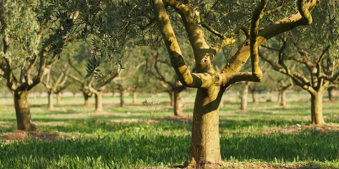 Oliviers en Provence - Les Délices de l'Olivier
