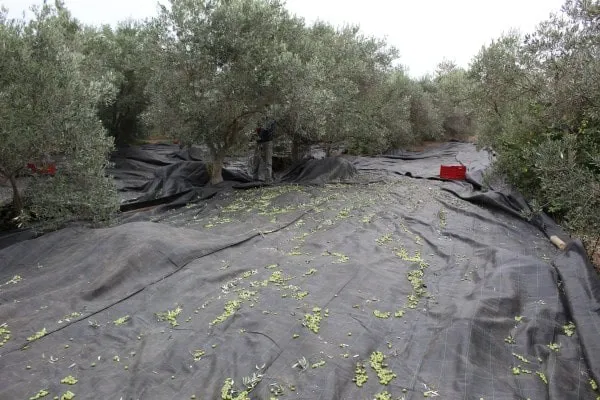 Récolte des olives dans les Alpilles - Oliveraie Les Délices de l'Olivier
