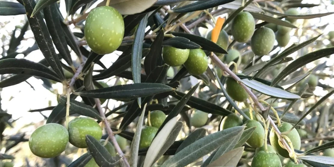 Hojiblanca olive d'Espagne