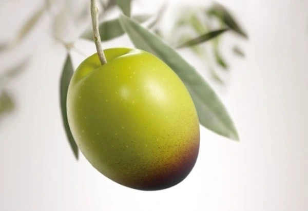 Olive Hojiblanca variété espagnole