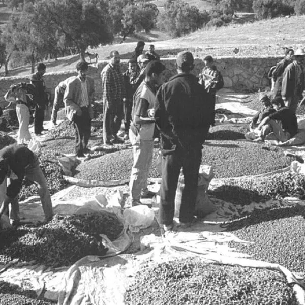 Marché de capres au Maroc