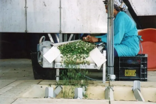 Récolte et production des câpres au Maroc - Les Délices de l'Olivier