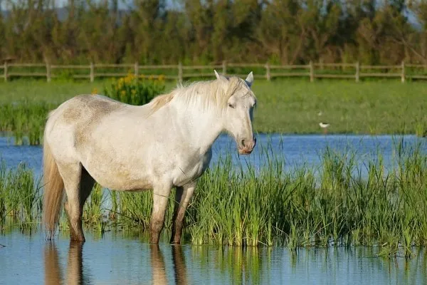 Cheval de Camargue et rizière