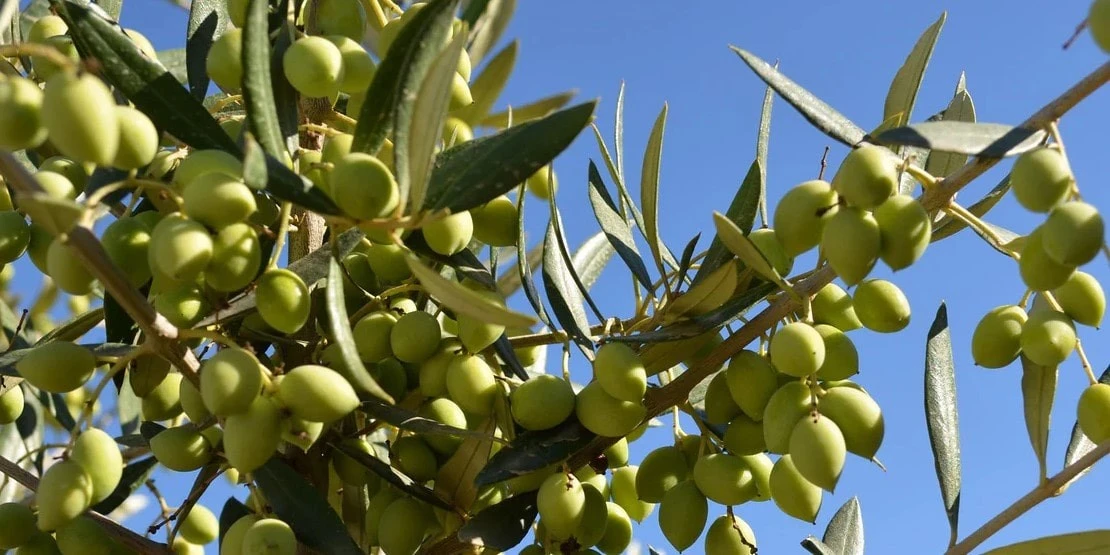 Koroneiki Grèce