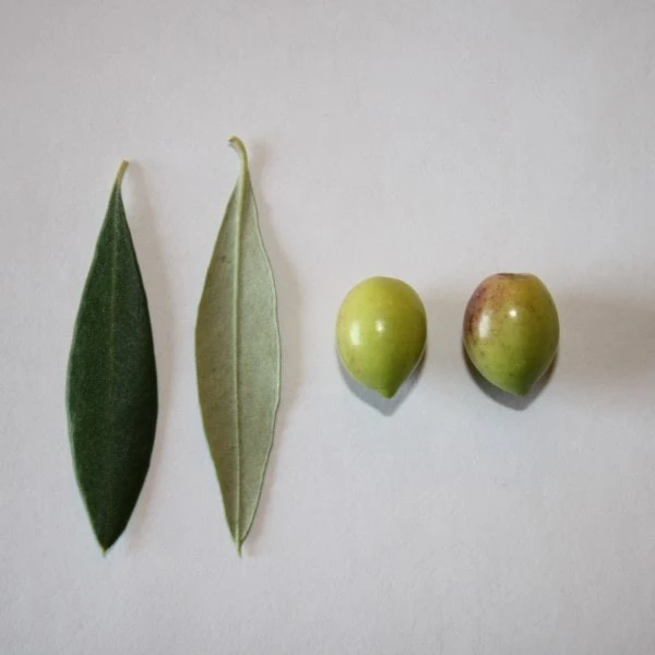 Olives Koroneiki