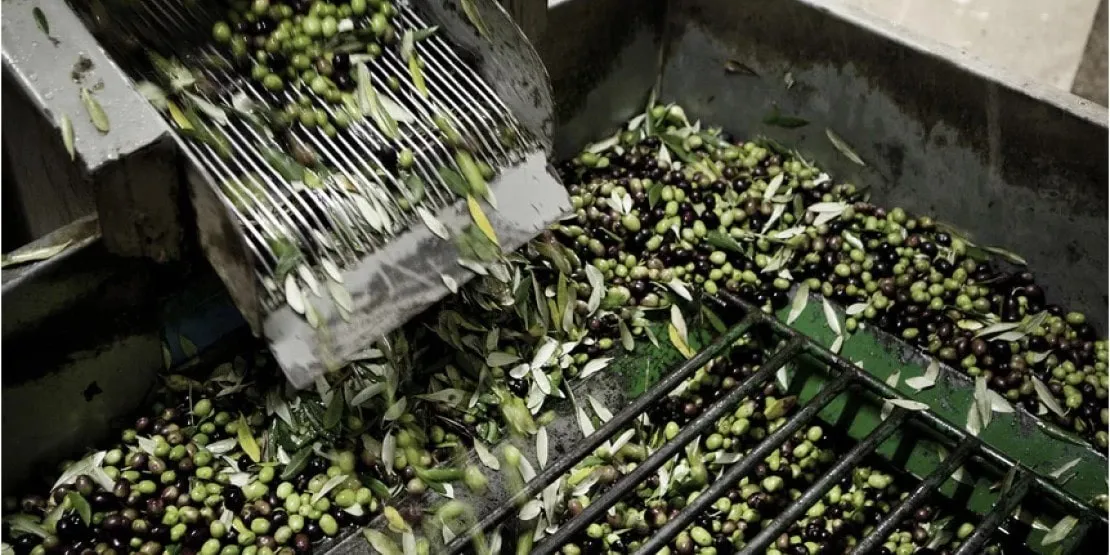 Triage des olives - Effeuilleuse - Les Délices de l'Olivier