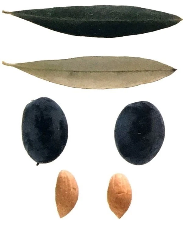Galega, olive portugaise
