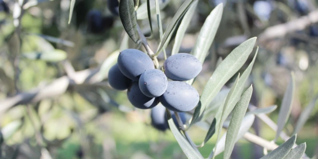 Galega olive portugaise