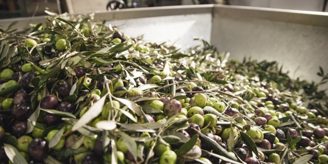 Ascolano olive d'Italie