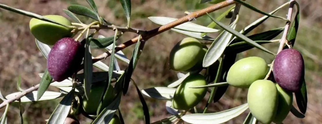 Cornicabra