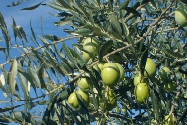 Olives Ascolano italiennes