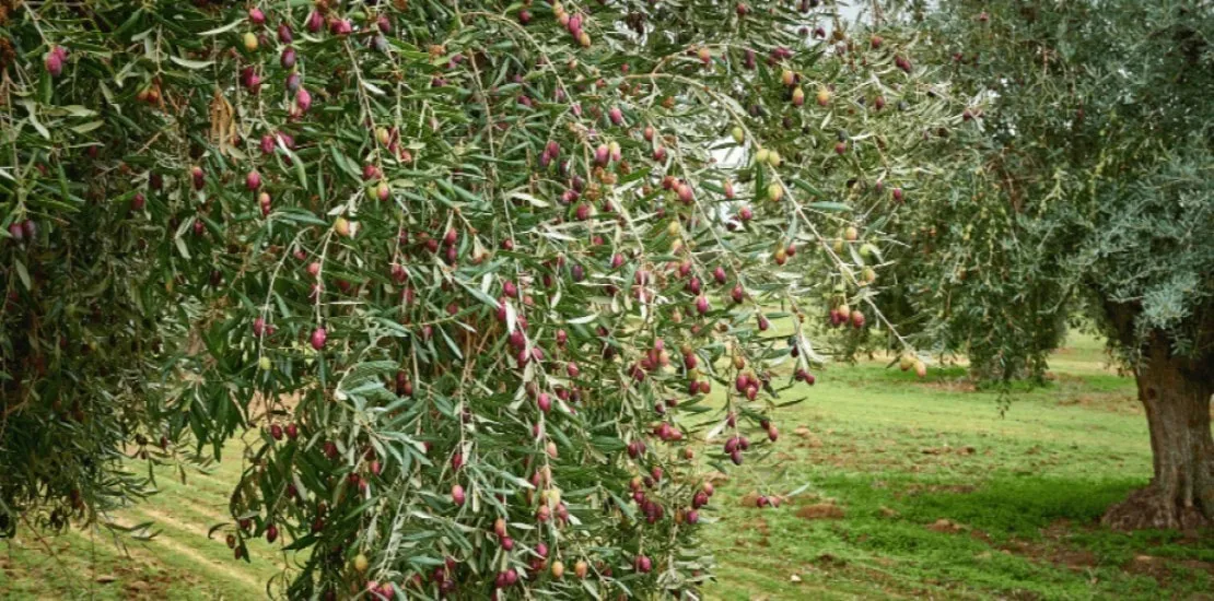 Picual olive d'Espagne