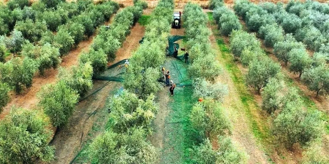 Récolte traditionelle des olives dans une oliveraie avec des filets à olives étendus