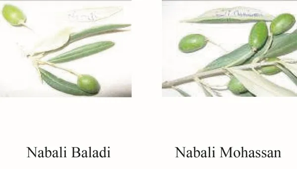 Variété olive Nabali originaire de palestine