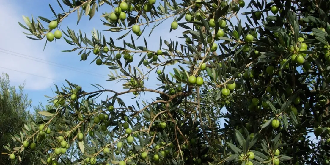 Nocellara del Belice olive de Sicile
