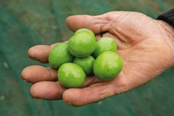 Olive Nocellara del Belice