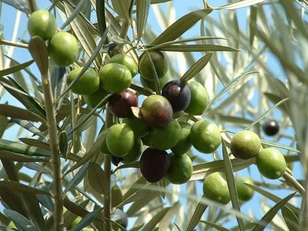 Olive Verdale de l'Hérault - Languedoc