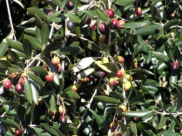 Olives Sabine de Balagne - Corse