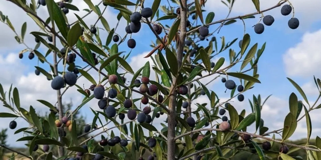 Verdale de l'Hérault, olive du languedoc