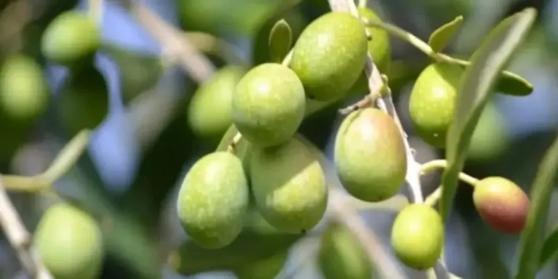 Verdial olive méditerranéenne